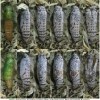 pyr armoricanus pupa6 volg2